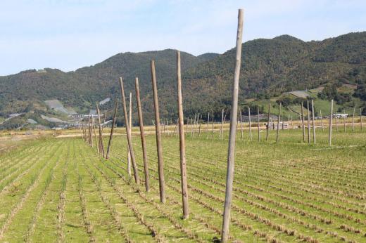 稲刈りの終わったたんぼに稲杭がまだ立ったままです この辺では杭掛けをして稲を乾燥させる農家が少なくなりましたがこの田んぼは毎年稲を杭にかけて乾燥させています どんなお米ができるのでしょうか 米の収穫の終わりを象徴するかのような風景に思わずシャッターを切りました/