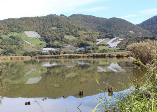 先週末の晴れた日に自転車で白竜湖に行ってみました 秋色となった周りの景色の中に穏やかに水をたたえていました 釣り人がおりましたのでしばらくみていたら小さな魚がかかりましたのでなんという魚ですかとお聞きしたところ「モツゴ」というフナやコイの仲間の魚で体長10センチほどの銀色の魚であることがわかりました 結構この白竜湖ではこの「モツゴ」を釣ることができるそうです/