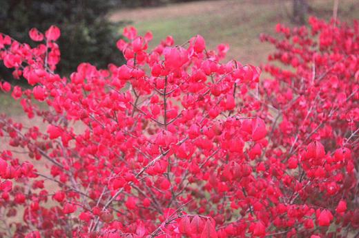 燃えるような真っ赤に紅葉した葉をもつ「ニシキギ」を見つけました　秋真っ盛りの花木です　春から初夏にかけて花をつけるのですがあまり鑑賞用としては話題になりません　最低気温もひとケタとなり冬がどんどん近づいてきました　秋に逃げられないように捕まえておきたい真っ赤な葉です/