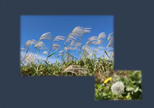 真っ青な空に白く輝くススキが風にゆられています 足元にはタンポポの綿毛が今にも飛びそうにふんわりと丸くなっています ススキやタンポポの綿毛は来年の新しい命の準備をしています 自然の不思議を感じるひと時です/