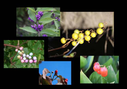 秋の実が熟れてきました 道の傍らや田んぼのあぜ道 庭などに様々な色の実が実っています みなさんはこれらは何の実であるかおわかりですか 天気の良いときの散歩道を目を向けてみてはいかがでしょうか/