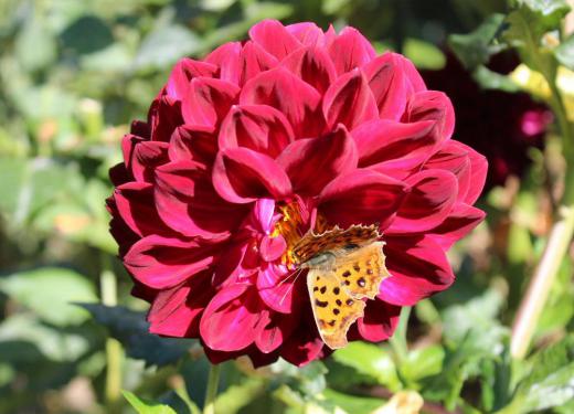 近所の庭に様々な「ダリア」が咲いています 川西町のダリア園が水害の被害を受けましたが何とか再開できたと報道されていましたがそろそろ終わに近づいています ゆく秋を惜しみ花を愛でたいものです/