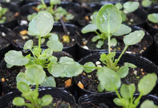 夏に種を蒔いた「ビオラ」がようやくプランターに移植できるようになりました ホームセンターにはパンジーなど花をつけてたくさが並んでいますが今年は例年になく成長が遅くまだ花をつけていません 寒さに強くカチカチに凍るような真冬でも育つ草花で春になるといっ気に花をつけてくれるのを楽しみに植え付けたいものです/