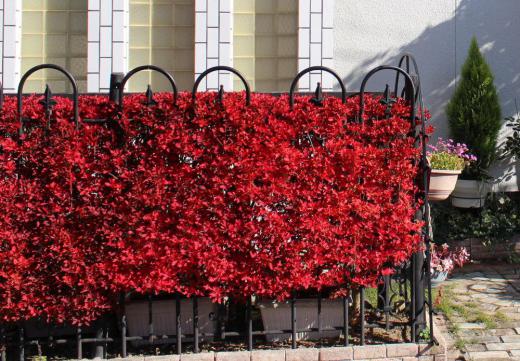 暖かな一日だった昨日から10度は低くなるのではとの予報もでており、紅葉し始めたドウタンが雨にぬれています 昨日撮った秋の陽ざしを受けたドウタン今日は冷たそうに紅い葉を雨に濡らしています 一雨ごとに秋が深まってきます/