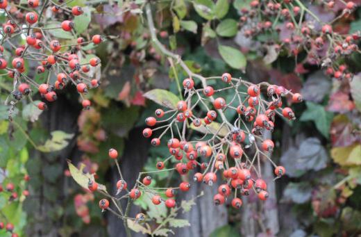 高畠町時沢にあるフレンチレストラン「フルール・ドウ・ソレイユ」の入り口に「ロサ・カニーナ」という名前のバラの実が一面になっていました「ローズヒップティー」に使われるのだそうです その軒下にはおいしそうな干し柿が干してありました フレンチのランチにデザートとしてブドウなどとともに出ておりました 実りの秋食欲の秋ですね/