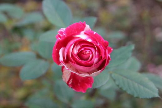 明後日あたりから寒さが厳しくなりそうです 雪囲いの作業をしていますが庭のバラがぽつりぽつりとさいています このバラも今年見納めでしょうか/