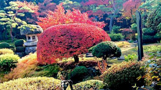 ひと雨ごとに秋が深まってきます　昨日から雨が降り気温のもなり低くなってきました　先日の秋晴れの日に日本庭園で真っ赤に色づいたドウタンつつじを見てきました　素晴らしい日本庭園に思わず息をのむような美しさでした/