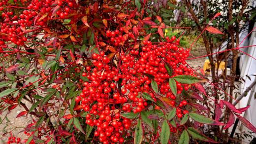 友人宅の庭に真っ赤に色づいた「ナンテン」の実がありました あまりの赤いナンテンの実に思わずカメラを向けました 雪が降る頃まで実っており白い雪と真っ赤なナンテンの実のコントラスは格別です 縁起の良いナンテンは正月によく飾られる実の一つですがそんなことが話題になる季節となりました/