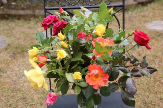 鮮やかに「バラ」が咲き誇っています? ネコのひたいほどの庭の花木の雪囲いを行おうと咲いている「バラ」の花をすべて切り取って花瓶にさして今年最後のバラを楽しみました 庭はすっかり冬支度です/