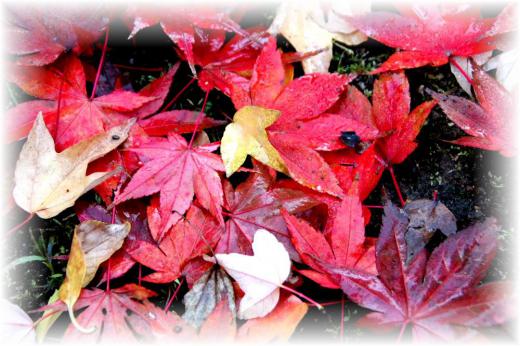 今朝の気温が1度 もういつ雪が降ってもおかしくない季節となりました 庭の木々といってもたいした木ではありませんがわずかの葉を残すだけとなりました 紅や黄色の葉っぱが雨に濡れて一面に落ちています /
