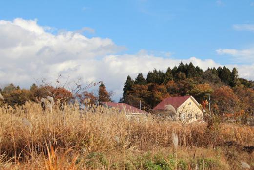 先日俎柳堤で「白鳥」を見つけたのでのでカメラを持ってでかけました カモがのどかに水に浮いていましたが残念ながら白鳥を撮ることはできませんでした ですが秋の陽ざしを受けた枯れた草やススキなど晩秋の風景を撮ることができました/
