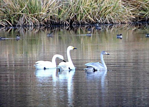 撮影2日目 俎柳堤の白鳥をようやくとらえることができました 餌付けもされていないのか足音をしのばせて堤に近づいたのですが一斉に飛び立ちました しばらく待っていると黒っぽい子白鳥と2羽の白鳥が舞い降りてきましたので何とか撮った1枚です もしかするとこれからどんどん飛来してくるのでしょうか /