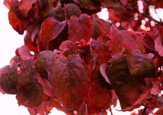 ハナミズキの葉も実も真っ赤に色づいてきました まもなく落葉しすっかり葉っぱはなくなります そばに来年さく花芽がついています一冬を越してまたピンクの花を見せてくれます これから半年じっと冬を耐えて新しい芽、花をみせてくれるのです/