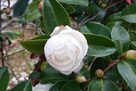 日増しに寒さがつのり冬を感じさせるこの頃です 散歩の途中赤と白の「サザンカ」でしょうか「ツバキ」でしょうか寒そうに咲いているのを見つけました 紅白の花なんて縁起のよいですね 「サザンカ」という大川栄策の「サザンカの宿」という歌を思い出します 皆さん歌えますか?/