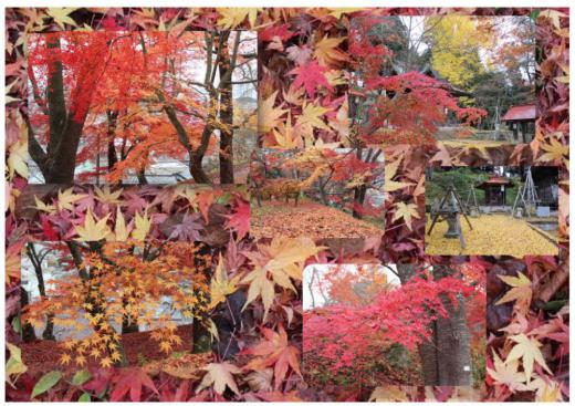 烏帽子山八幡宮そばの観音堂の紅葉やイチョウが冷たい雨に打たれ少し葉が光っています　この秋最後の紅葉でしょうか　紅や黄色、オレンジと色さまざまに秋色に染まっています　見納めかなあ 葉っぱがひらひらと舞い落ちています/