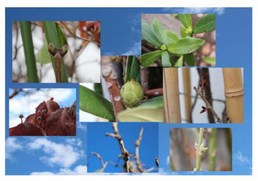 春を待つ花芽たち 昨日は暖かな秋晴れとなり青い空のもとで心なしか植物も冷たい雨の日よりも元気な気がします 庭の花木の雪囲いの下から来春に咲くであろう「レンギョウ」「サクラ」「フジ」「ライラック」「ハナミズキ」「シャクナゲ」「チンチョウゲ」の花芽が顔を見せています 秋から来春の準備をしている草花の生命のたくましさを感じます 何の花芽かお解かりですか/