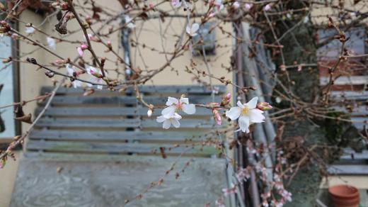 サクラが咲いています　昨日午後の外の気温が氷点下１度　こんなに寒い日に散歩の途中で一面に咲iいている桜をみつけました　調べてみるとフユザクラとか１０月ザクラとかありますが今頃咲く桜はなんという種類の桜でしょうか　でも寒い中での桜で気持がほんのり暖かくなりました/