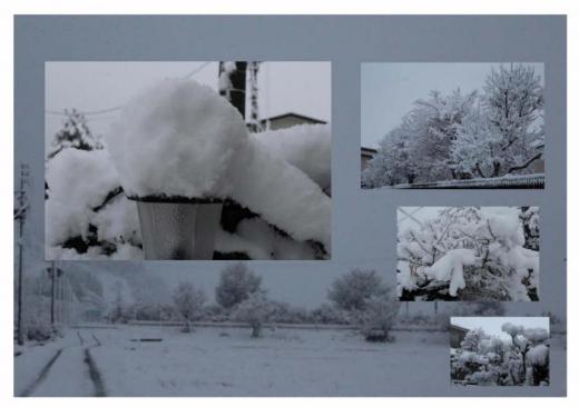 予報どおりに雪が積もり一面モノトーンの世界となりました 大吹雪でどっさり雪を置いていくのかと思いましたが予想に反し湿ったぼた雪となり木々の枝にもふんわりと雪が積もっています 少し気温があがったのでしょうか時折枝の上の雪がドサッと落ちる音が聞こえます いよいよ冬本番ですね/