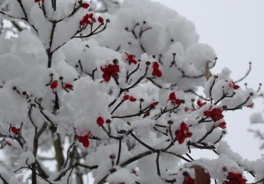 水分を含んだ20〜30センチほどの雪が積もりました 真っ赤に実っているハナミズキの実が雪で重そうです ときおりこの木に鳥が実をついばみにやってきますが何という鳥かもわかりません カメラを向けてさ撮影しようとするといつも逃げられていまだに満足いく撮影ができていません 雪と真っ赤な実と鳥の写真をいつかアップします/