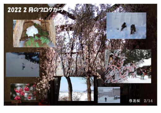 「2022年2月のブログから」 2月は少し春の兆しが感じられる月です 冬咲きボタン祭りとか啓翁桜も飾られるようになりますがまだまだ冬の装いの月でした 春待ちわびる月が2月です/