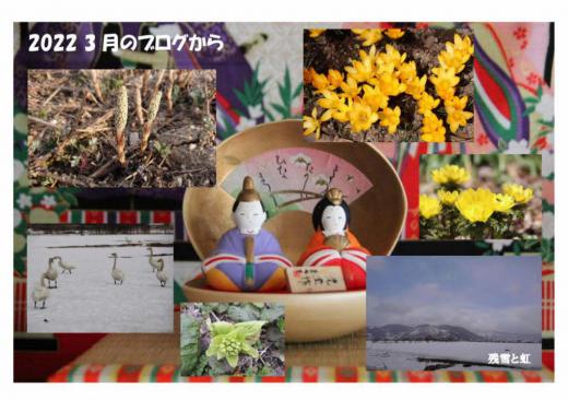 2022年3月 弥生3月ひな祭りから始まり花々も咲き始めました 今年の冬は格別雪が多かっただけに雪解けとともに草花が芽生え花が咲き始め心もウキウキしました/