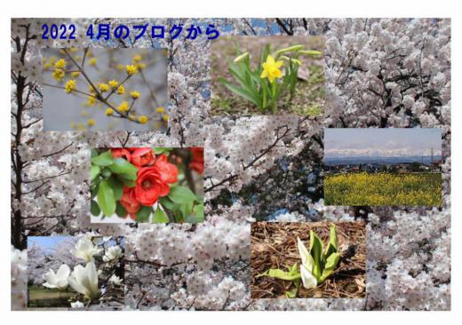 「２０２２年４月のブログから」　４月になると一斉に花が咲きブログでは連日花を紹介しています　まさに「花暦」の面目躍如といった４月です　心もどこかウキウキとする季節でした/