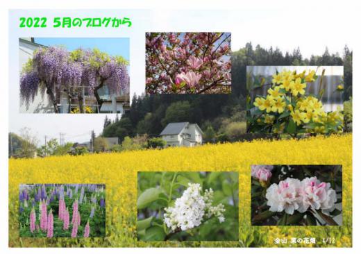 「２０２２年５月のブログから」　花が咲き若葉が燃える５月は１年でもっともさわやかな月でブログに紹介しきれないほど多くの花を撮影しました　/