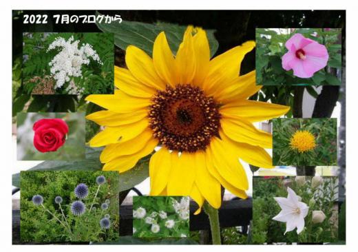 「2022 7月のブログ」から　東京オリンピックが行われた７月でしたが猛暑の夏となりこれまでにないような暑い夏となりました　　そんな中でも田んぼの稲は青々とした緑色のじゅうたんのように覆い　いつものようにいつもの花が咲いて暑いなつにひと時の安らぎを与えてもらいました/