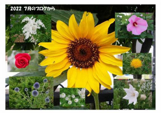 「2022 7月のブログ」から 東京オリンピックが行われた7月でしたが猛暑の夏となりこれまでにないような暑い夏となりました  そんな中でも田んぼの稲は青々とした緑色のじゅうたんのように覆い いつものようにいつもの花が咲いて暑いなつにひと時の安らぎを与えてもらいました/