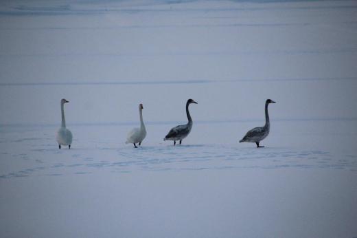 雪原での白鳥のダンス 餌もないのに田んぼの中に白鳥がじっと寒さをたえているかのように座っていました そんな中で4羽の白鳥が首を振ったり羽を広げたりとダンスをしているかのようでした 寒さはこれからです 頑張れと応援したくなります/