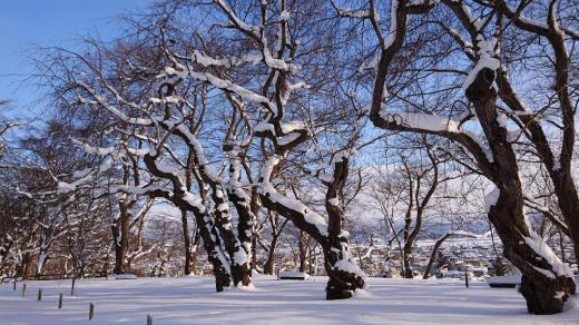 今日から2月です とても寒い朝で外の気温が氷点下10度です 早いもので年が明けて1か月が過ぎました まもなく立春を迎えます 今朝も晴れ間も見える真冬ですが太陽が顔を見せてくれるとどこかほっとします 烏帽子公園の桜の枝の雪でモノクロの造形美を見せてもらいました/