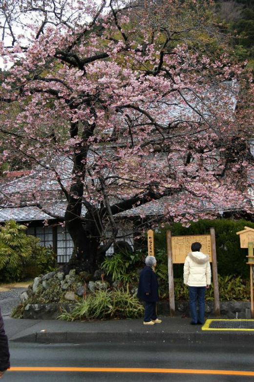 まだまだ寒さが厳しいこの頃ですが南の方から桜の花の便りが聞こえてきました 数年前の2月上旬に川津桜をみてきましたが季節の先取りをしたような気がしましたがあまりの違いに驚いたことを思いしました 川津桜の原木が町の天然記念物に指定され8分咲きの桜をみることができました/