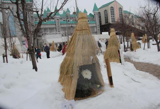 3年ぶりに高畠町の冬咲きボタン祭りが行われています 高畑駅前の広場で寒い雪の中で咲いているボタンの花はフェースシールドのように覆われていますが花のないこの季節では貴重な風景です 昨日は最高気温が氷点下の中でボタンの花を愛でてきました 雪がちらちらと降り寒い一日でした/