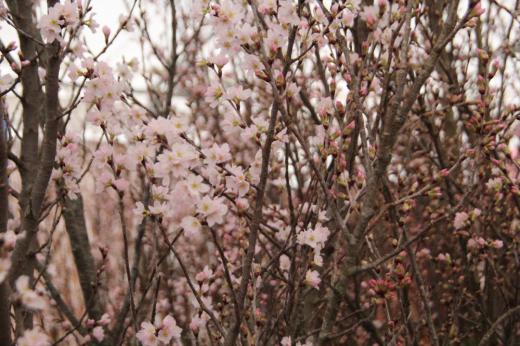 寒さがまた戻ってきそうな天候の朝です 春になるまではもう少し先でのようです 啓翁桜をみてきました 全国有数の啓翁桜の産地で全国の7割ともいわれており、この啓翁桜が真夏の東京オリンピックメーン会場を飾ったことも知られています 冬に咲く桜として真冬にほっと幸せを届けてくれるような花です/
