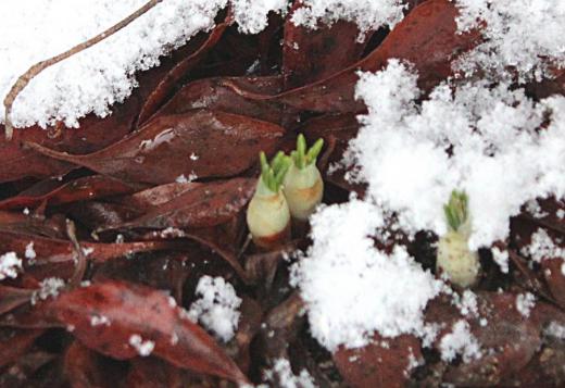 かなりの積雪になるのではと思っていましたが今朝はうっすらと雪が降っただけでホッとしています うっすらと積もった雪の間からクロッカスの芽が伸びています 我が家の春を告げる草花で最初に必ず黄色の花を咲かせてくれます もう少しすると花が咲くのではと楽しみです/
