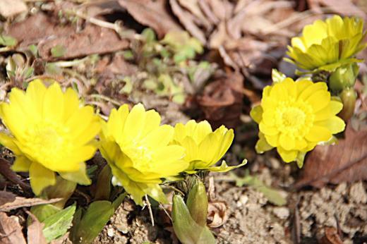 南陽市にも春が届きました　つぼみを紹介しましたが良い天気に誘われて福寿草を見に出かけました　多くの花が咲き黄色の花にはハチが飛んでいます　私にとっての赤湯の春一番です/