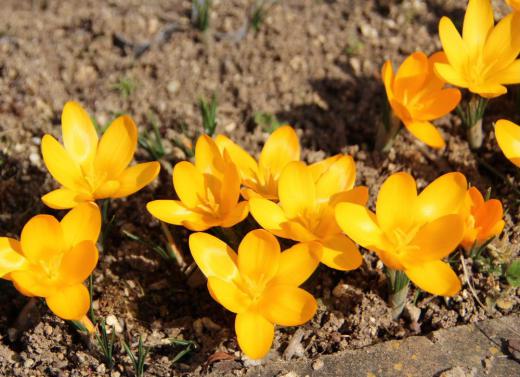 春を先取りしたかのような4月中旬の気温となった昨日 我が家の庭の花春2番となったクロッカスの花が咲きました  鮮やかなオレンジ色の花が一斉に咲き味気なかった庭に彩を添えてくれました このあと白や紫など次々と花を咲かせてくれます 毎年紹介している花ばかりですので趣を変えて(無理かな?)このブログにアップできるよう心掛けたいものです/