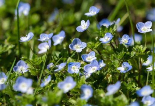 散歩していると道ばたのあちこちに小さな青紫色の花を見つけました 「オオイヌノフグリ」という名前の花ですが「大犬のふぐり(陰嚢)」なんてなぜついたのでしょうか この花にはいくつかの別名の名前も付いているそうです その中の一つに「星の瞳」という名前もあるそうです この名前もどこからついたのかわかりませんがこの名前の方が可愛いですね/