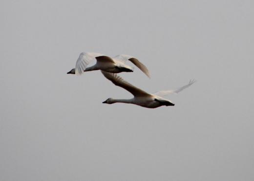 暖かくなって白鳥は北に帰るのでしょうか 初めて飛んでいる白鳥を撮影することができました 不思議ですがなぜ白鳥はきれいに並んで飛ぶのでしょうが/