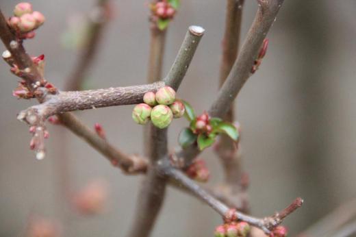 東京では桜の開花宣言が今日にも出されそうです 福寿草 クロッカスに続いて我が家の春3番は何が咲くのだろうか ボケのつぼみもだいぶ膨らんできました 日増しに気温が高くなり春に向かって駆け足で進んでいきます/