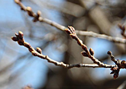 烏帽子山公園の桜をみてきました まだまだつぼみは固く開花は先になりそうですが例年よりはかなり早く咲くのではないかと期待は膨らみます 烏帽子山八幡宮の大鳥居のそばの桜もまだまだで しめ縄越しには残雪の高畠の山並みも見えます/
