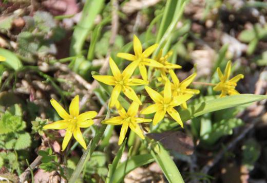 早春の野草「キバナノアマナ」日本語で書くと「黄花の甘菜」です 小さな可憐の花で早春を告げる花の一つでしょうか 日当たりのよい土手に咲いています/