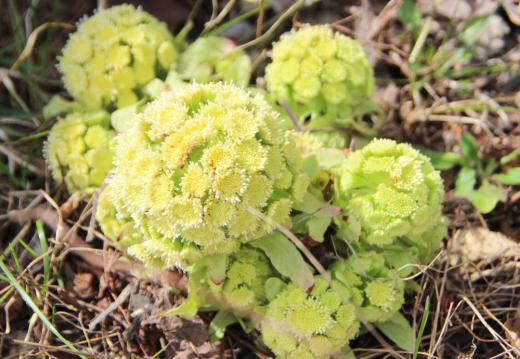 つい先日まであんなに鮮やかな緑色をしていた早春を告げる食材「フキノトウ」がきれいな花をつけて早春の香りをもつフキノトウが終わりを告げようとしています 独特の苦味と香りはてんぷらにしてよし 味噌汁に放してよしとまさに春の食材です つくしも生えています 野生の直物も次々と背を伸ばし春本番に駆け足です /