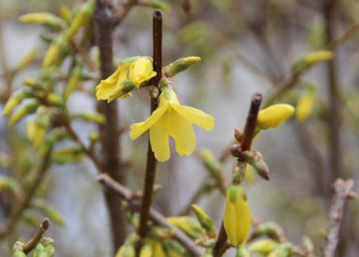 我が家の春三番の花は黄色の「レンギョウ」です 今から40年ほど前 山形に通勤していたときに春になると通勤途上の家のあちこちに咲いていた花です 厳しい冬が終わりようやく春なったことを告げるかのように咲いている黄色の花を見てほっとしたことを思い出します 魅せられてその花木を我が家の庭に植えましたが今年も花を咲かせてくれました 今年の春3番目に咲いた花です/