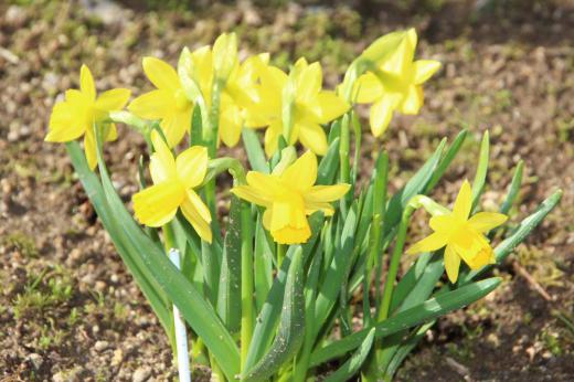 まっ黄色の「ミニスイセン」が咲きました　我が家の春５番目の花です　早春は黄色が多いと感じているのは気のせいでしょうか　/