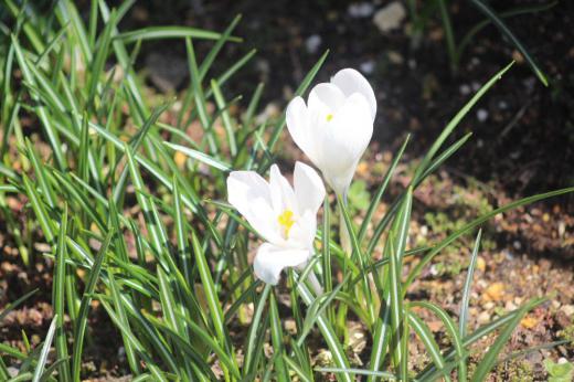 我が家に春を告げてくれる花「クロッカス」が咲き終わりました　鮮やかな黄色や白や紫色と咲いていた花も終わり緑色の葉を勢いよく伸ばし陽の光を浴びて来年の準備をしているようです　来年の春まで/