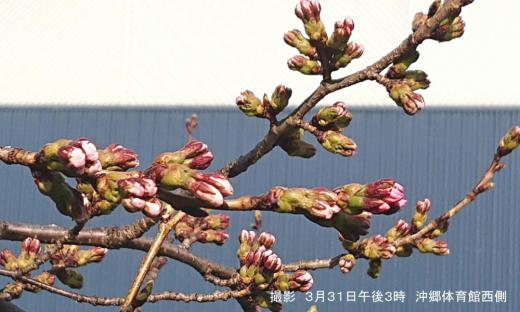 「えっ　こんなに桜の蕾が膨らんだの？」昨日の午後3時頃　沖郷体育館西側の今にも咲きそうな桜の蕾に「まだ３月なのに」と驚きました　間違いなく今日は開花するだろうと思われます　桜に限らず今年は野草も花木も草花も花の咲くのが早く驚いています　今日暖かくなる午後にもう一度行ってみてきます　もし咲いていたらこのブログにアップします/