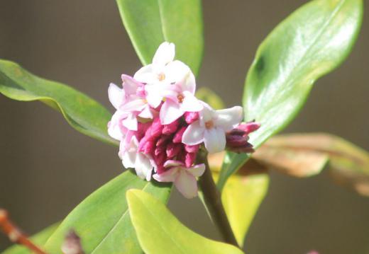 今年の春我が家の庭に咲いた4番目の花は「ジンチョウゲ」です 甘い香りを放つ花ですがまだ匂ってきません  妻の実家に大きなジンチョウゲがありました 花の季節になると家に着く前に甘い香りが漂ってきたのを思い出します 今はその木もなく植えたであろう両親もなくなりましたが「ジンチョウゲ」を見ると大きな「ジンチョウゲ」を思い出します/