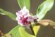 今年の春我が家の庭に咲いた4番目の花は「ジンチョウゲ」..：2023/03/29 09:00