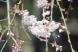 昨日烏帽子山公園の桜の開花宣言がだされました 公園に登..：2023/04/02 09:00